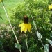 Cabbage-leaf Coneflower